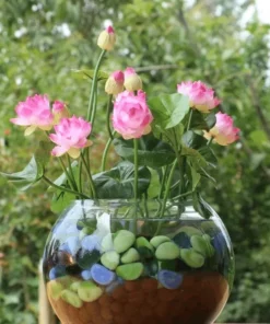 Graines de fleurs de lotus bonsaï de qualité supérieure (10 graines/paquet)